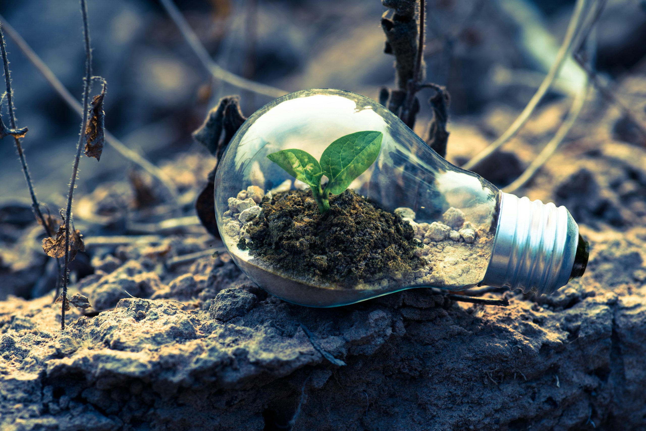 Why Are LED Bulbs More Sustainable